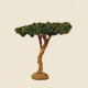 image: Pine Tree 11 cm