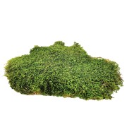 Stabilized natural light green moss for 30 x 30 cm