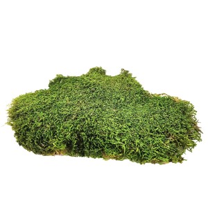 Stabilized natural light green moss for 30 x 30 cm