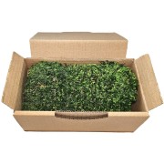 Stabilized natural light green moss for 30 x 30 cm