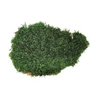 Stabilized natural light green moss for 30 x 30 cm